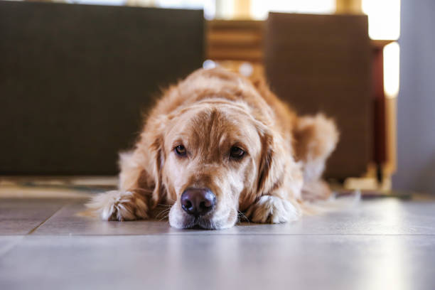istock Golden retriever laying on floor 1361656150