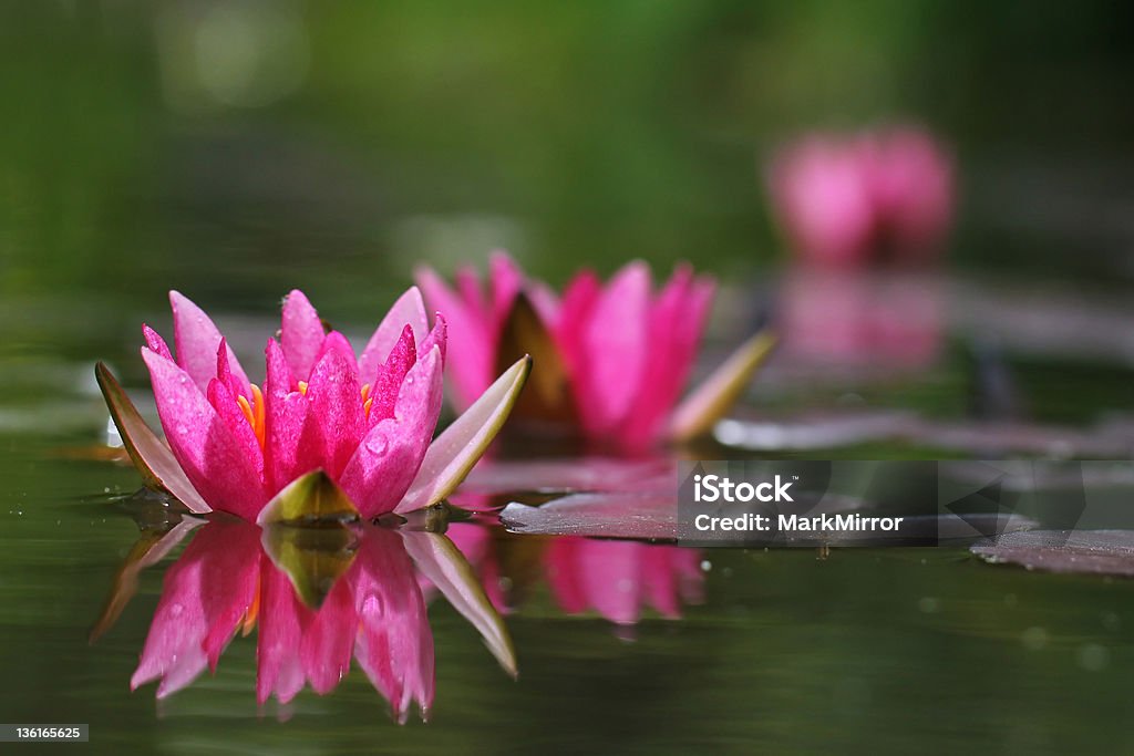 Розовый waterlilly с отражением - Стоковые фото Без людей роялти-фри