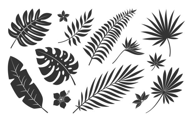 ilustraciones, imágenes clip art, dibujos animados e iconos de stock de conjunto de silueta negra de la planta de flores de hoja tropical - hoja de palmera