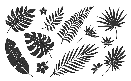 Tropical leaf flower plant black silhouette set. Botanical stamp tattoo imprint badge pattern fabric cosmetic site spa. Palm branch exotic bird paradise flower hibiscus plumeria isolated on white