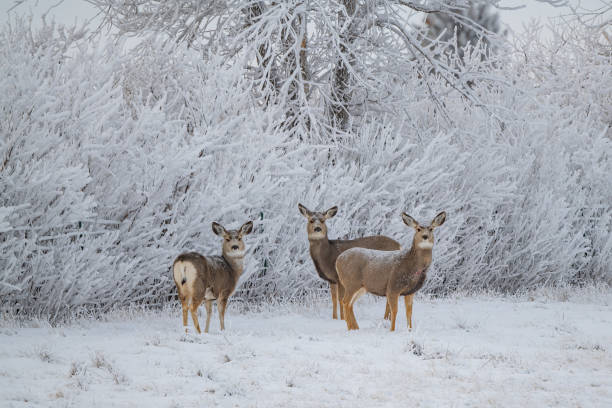 istock Young doe Deer in central Montana 1361656283