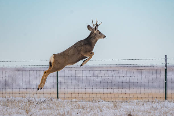 jeune cerf (cerf) dans le centre du montana - farm winter field fence photos et images de collection