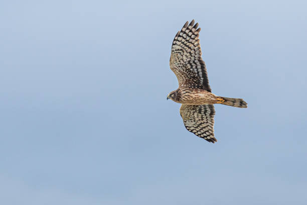 istock Graceful Female Northern Harrier Hawk Hunting in Winter 1361656421