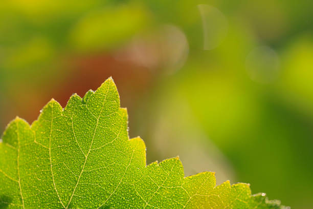 Grape Vine Leaf Dew Green Color Close-up Copy Space - foto de stock