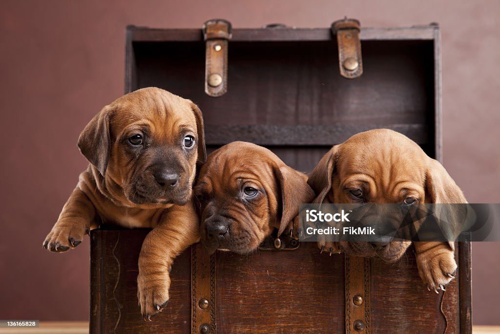 three young dogs sitting in old chest Animal Stock Photo