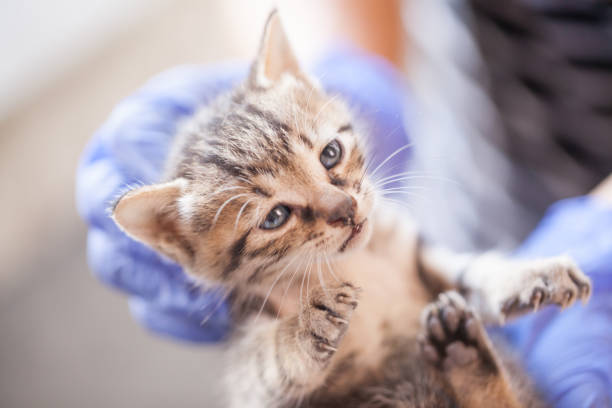 istock sick baby cat on doctor hand 1361658769