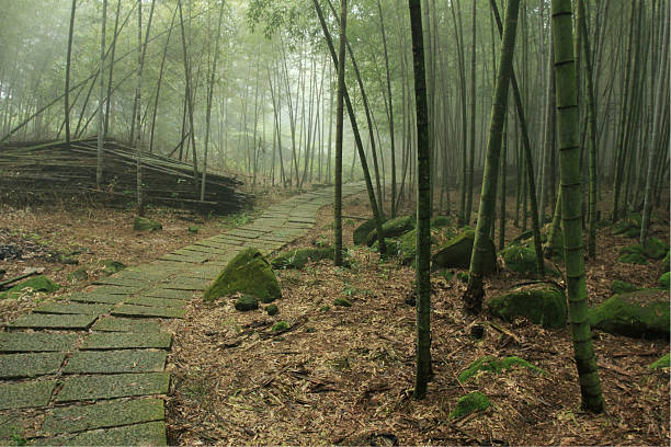 Caminho pela floresta de bambu Verde - foto de acervo