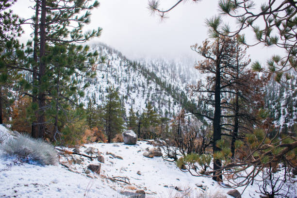 istock Snow in Angeles National Forest 1361660419