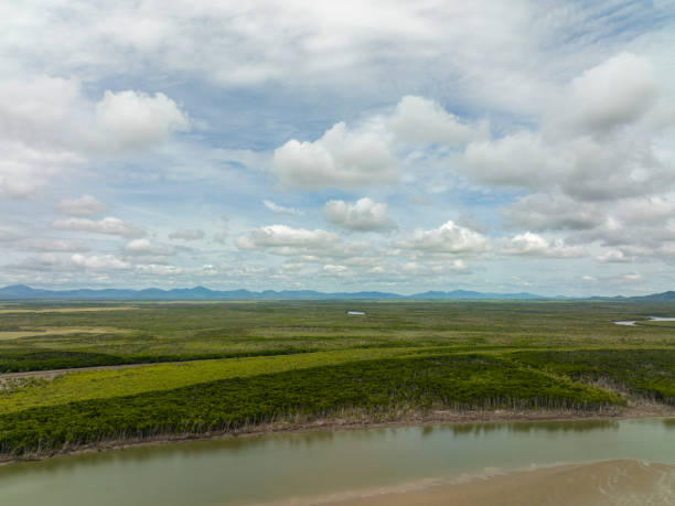 Forested River Banks At Low Tide Flight over felled trees on the river bank and layers of bushland in the background under a cloudy sky at low tide exposed tree roots stock pictures, royalty-free photos & images