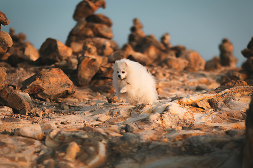 Fluffy white pomeranian puppy dog running in a rugged rocky landscape