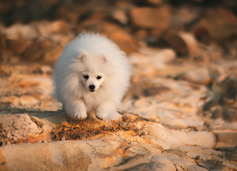 Fluffy white pomeranian puppy dog with the uglies exploring the rugged rocky landscape