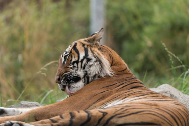 Tiger A resting Tiger. woodland park zoo stock pictures, royalty-free photos & images