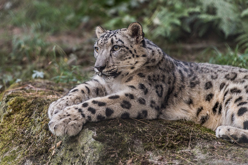 A portrait of snow leopard resting and posing on the rock. He is pretty!