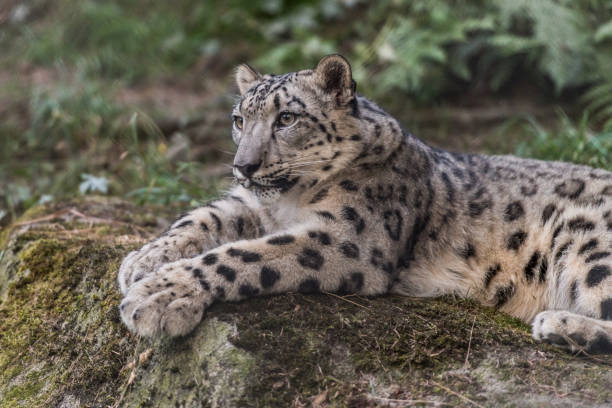 Leopard A resting Snow leopard. woodland park zoo stock pictures, royalty-free photos & images