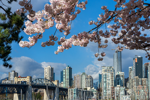 Vancouver City downtown skyscrapers skyline and Burrard Street Bridge. Cherry trees flowers full bloom in springtime. British Columbia, Canada.