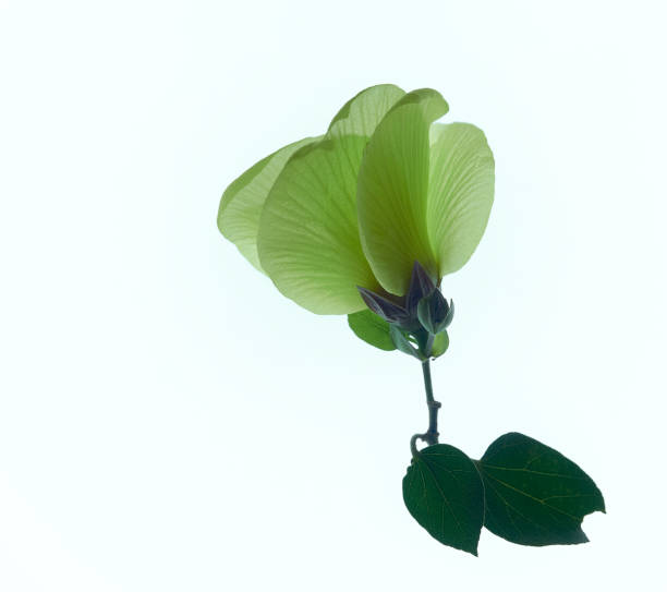 istock Native Australian Hibiscus flower. 1361665975