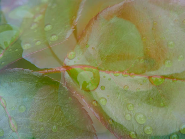 double exposure abstract, colours merge in pink and green.  Water on the leaves.