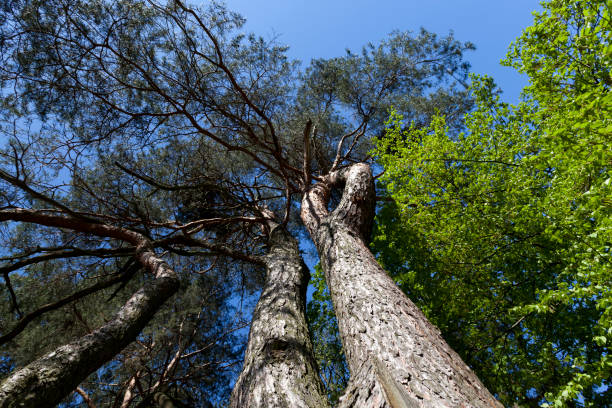 istock young green foliage on different types of trees 1361667499
