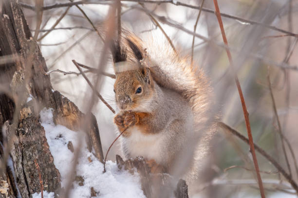 istock The squirrel with nut sits on tree in the winter or late autumn. 1361668424