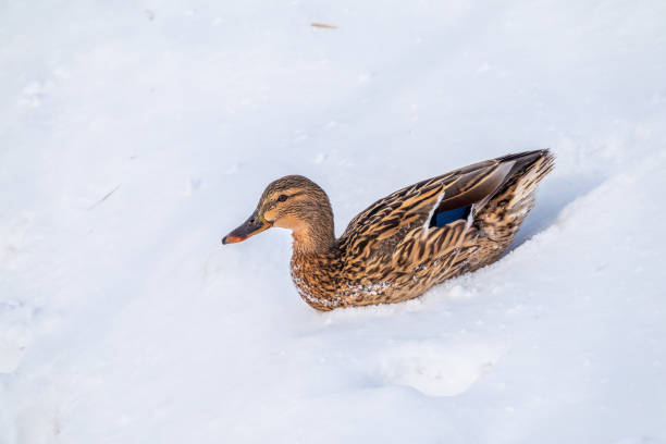 Female duck sits on the white snow