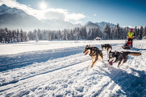 Husky sled dogs in harness pull a sled with dog driver