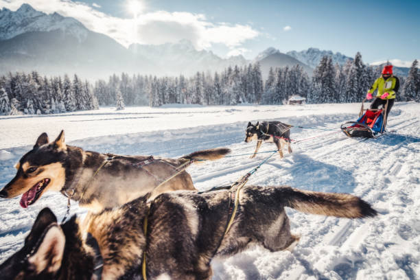 husky sled dogs in harness pull Husky sled dogs in harness pull a sled with dog driver dogsledding stock pictures, royalty-free photos & images