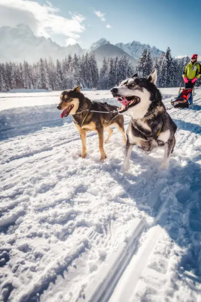 Photo of husky sled dogs in harness pull