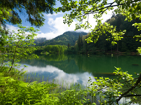 Lake view through the trees in spring. Forests reflected in the morning light in the small lake. spring background