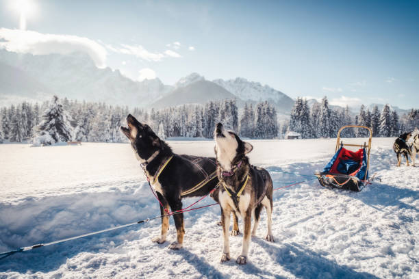 husky sled dogs in harness pull Husky sled dogs in harness pull a sled with dog driver husky stock pictures, royalty-free photos & images