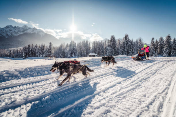 husky sled dogs in harness pull stock photo