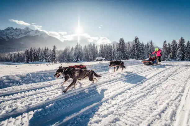 Photo of husky sled dogs in harness pull