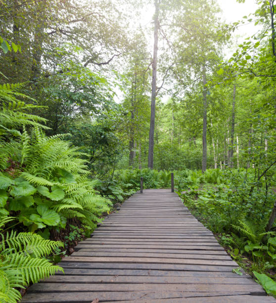 Wooden footbridge over the forest. Forest and pond road. Adventure and nature trail made of wooden boards. high quality photo