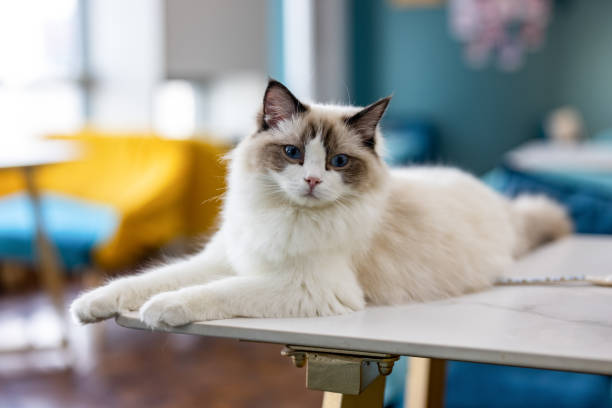ragdoll cat on table ragdoll cat on table ragdoll cat stock pictures, royalty-free photos & images