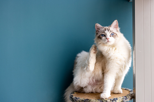 A ragdoll cat is at home,The background is a blue wall.