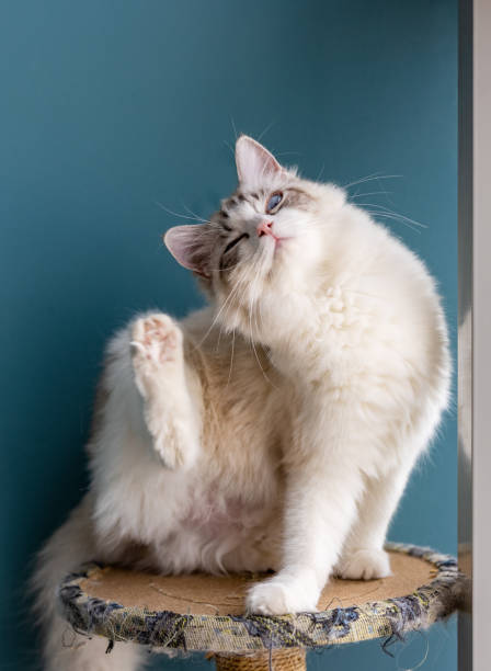 istock A ragdoll cat is at home 1361673328