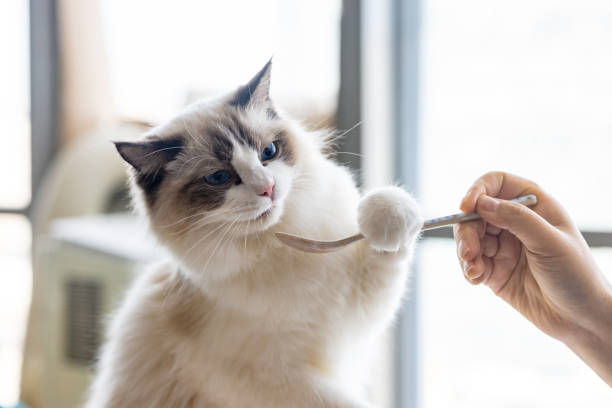 The woman is feeding the kitten The woman is feeding the kitten ragdoll cat stock pictures, royalty-free photos & images
