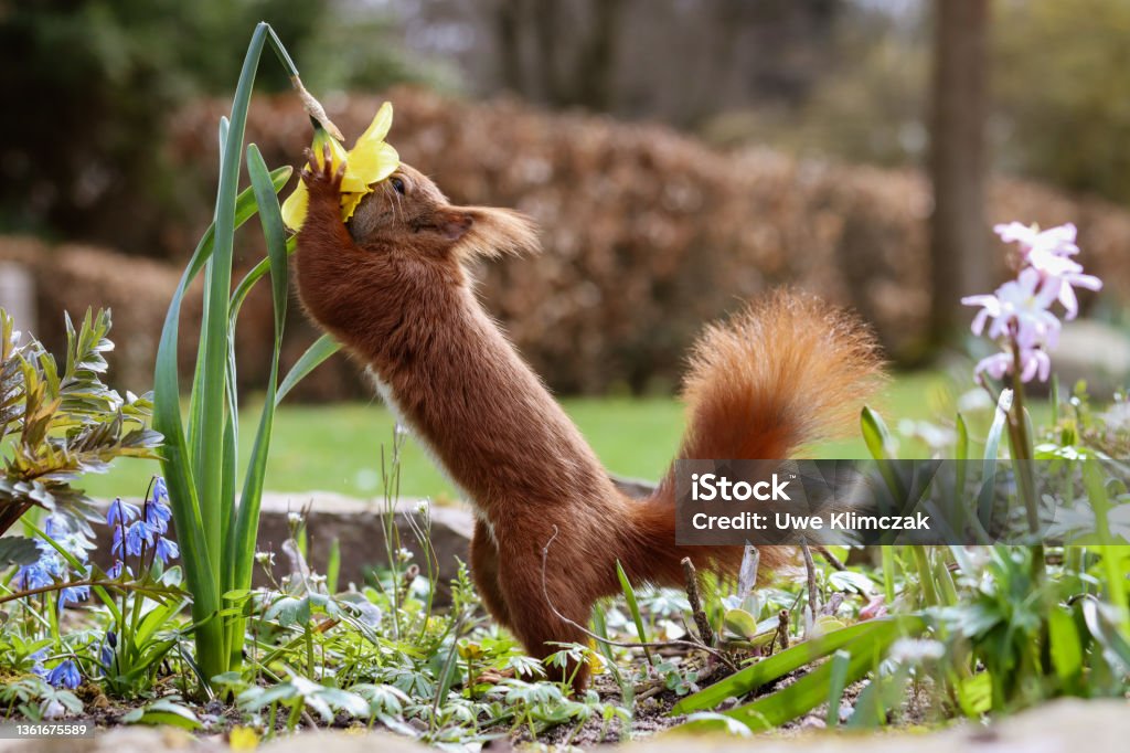 The sniffer Squirrel smells Easter bell Eurasian Red Squirrel Stock Photo