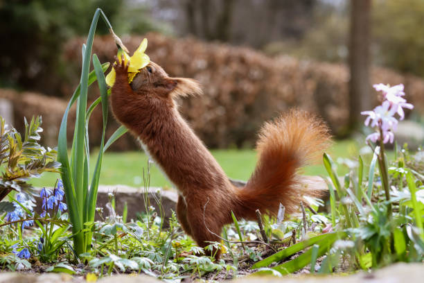 The sniffer Squirrel smells Easter bell offbeat stock pictures, royalty-free photos & images