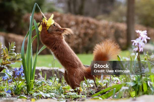 The Sniffer Stock Photo - Download Image Now - Eurasian Red Squirrel, Smelling, Daffodil