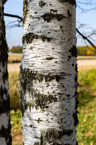 istock Birch trunk, white bark with gray scratches and damage 1361676635