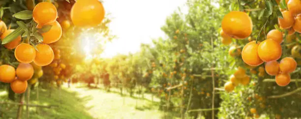 Ripe and fresh tangerine oranges hanging on branch, orange orchard