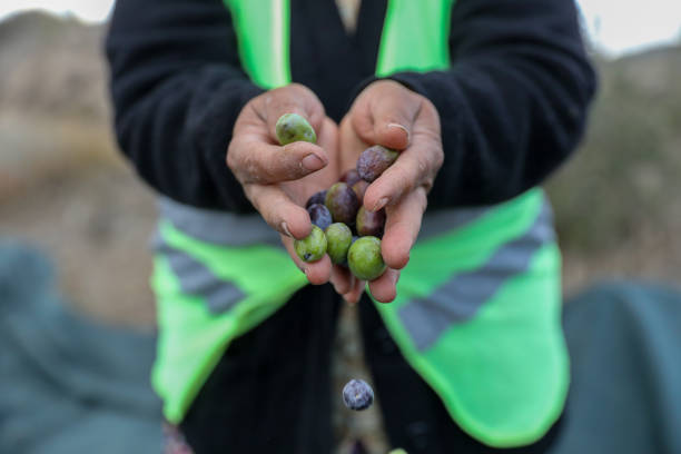 Olives in farmer hands during harvesting