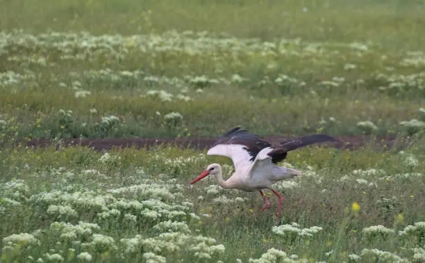 An elegant, beautiful white long-billed stork with a black tail prepares to take off. Wide wingspan. The green meadow is a common habitat for various birds. Odessa Oblast, Ukraine.