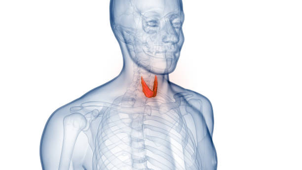 istock Human Body Glands Thyroid Gland Anatomy 1361680065