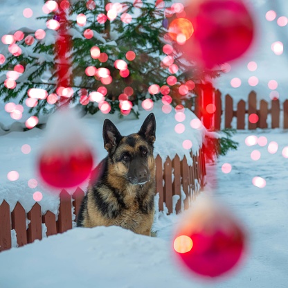 German shepherd dog in the yard with New Year's decorations