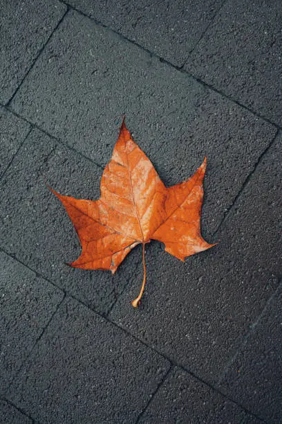 Red and Orange Autumn leaf on dark ground background