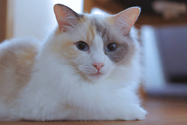 istock photo of white ragdoll cat 1361680886