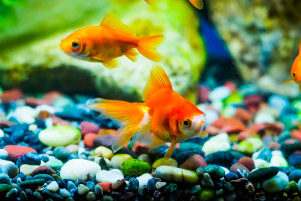 istock Japanese goldfish swimming in an aquarium 1361681018