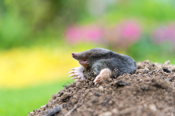 istock Mole on the top of the mole hill 1361681875