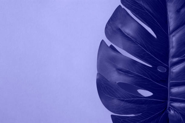 istock Monstera leaf on a solid background. Flat lay, place for text. Trendy Color of Year 2022. 1361682699